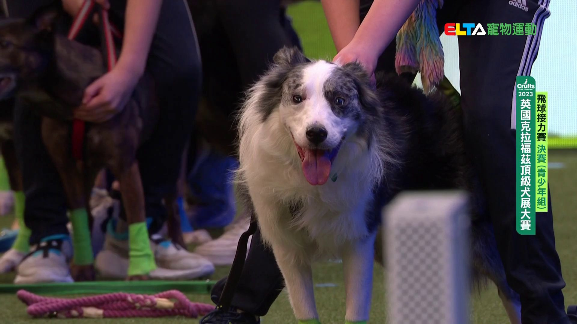 青少年組 決賽/八強淘汰賽｜2023 Crufts 飛球接力賽
