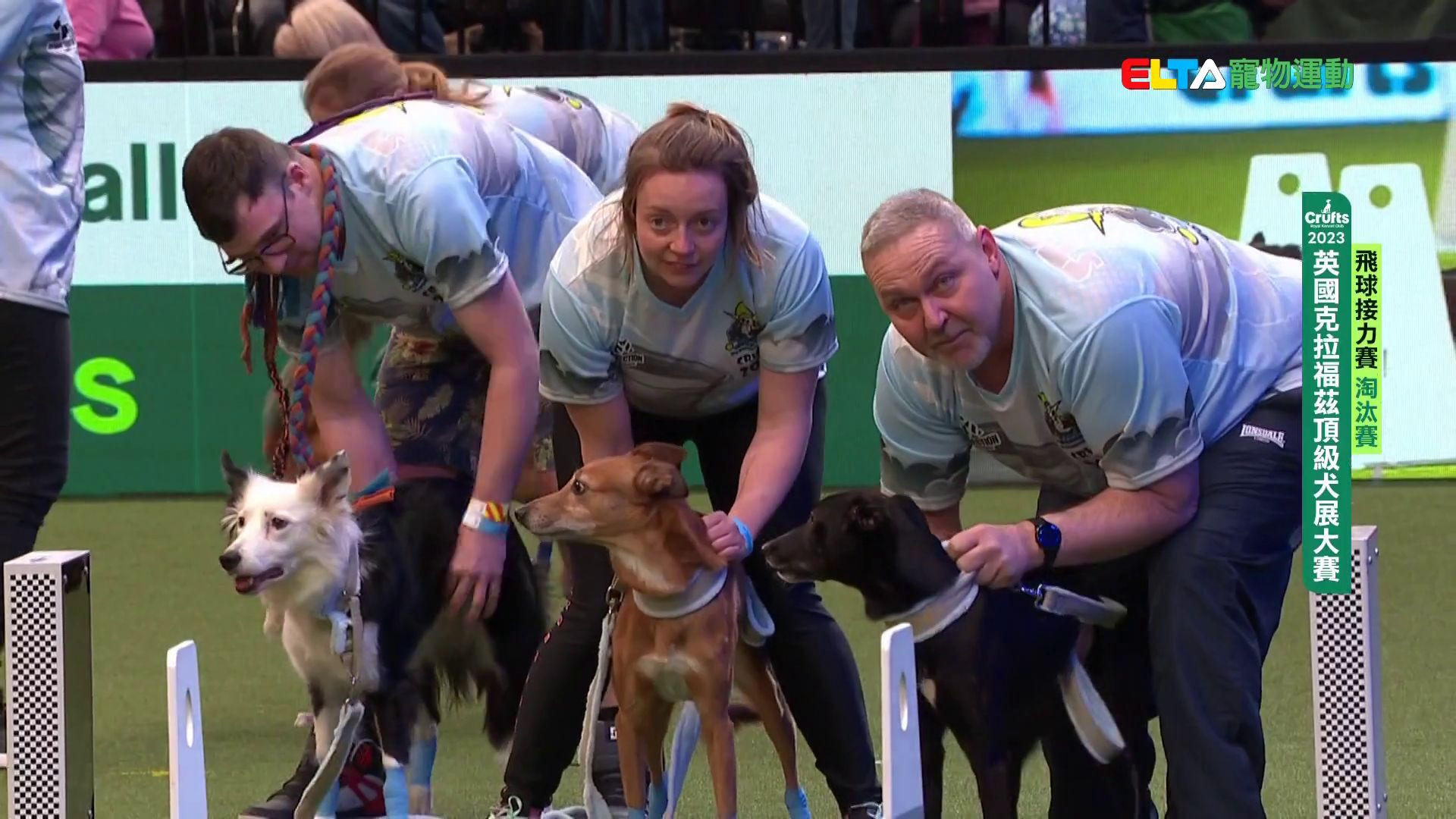 飛球淘汰賽_2｜2023 Crufts 飛球接力賽