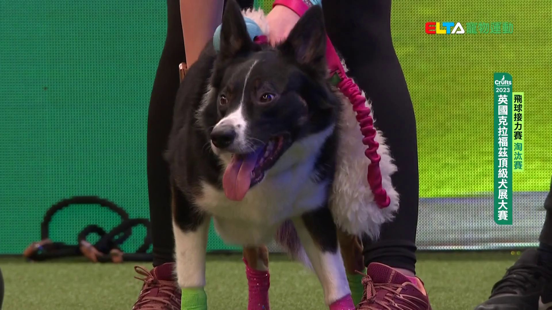 飛球淘汰賽_1｜2023 Crufts 飛球接力賽