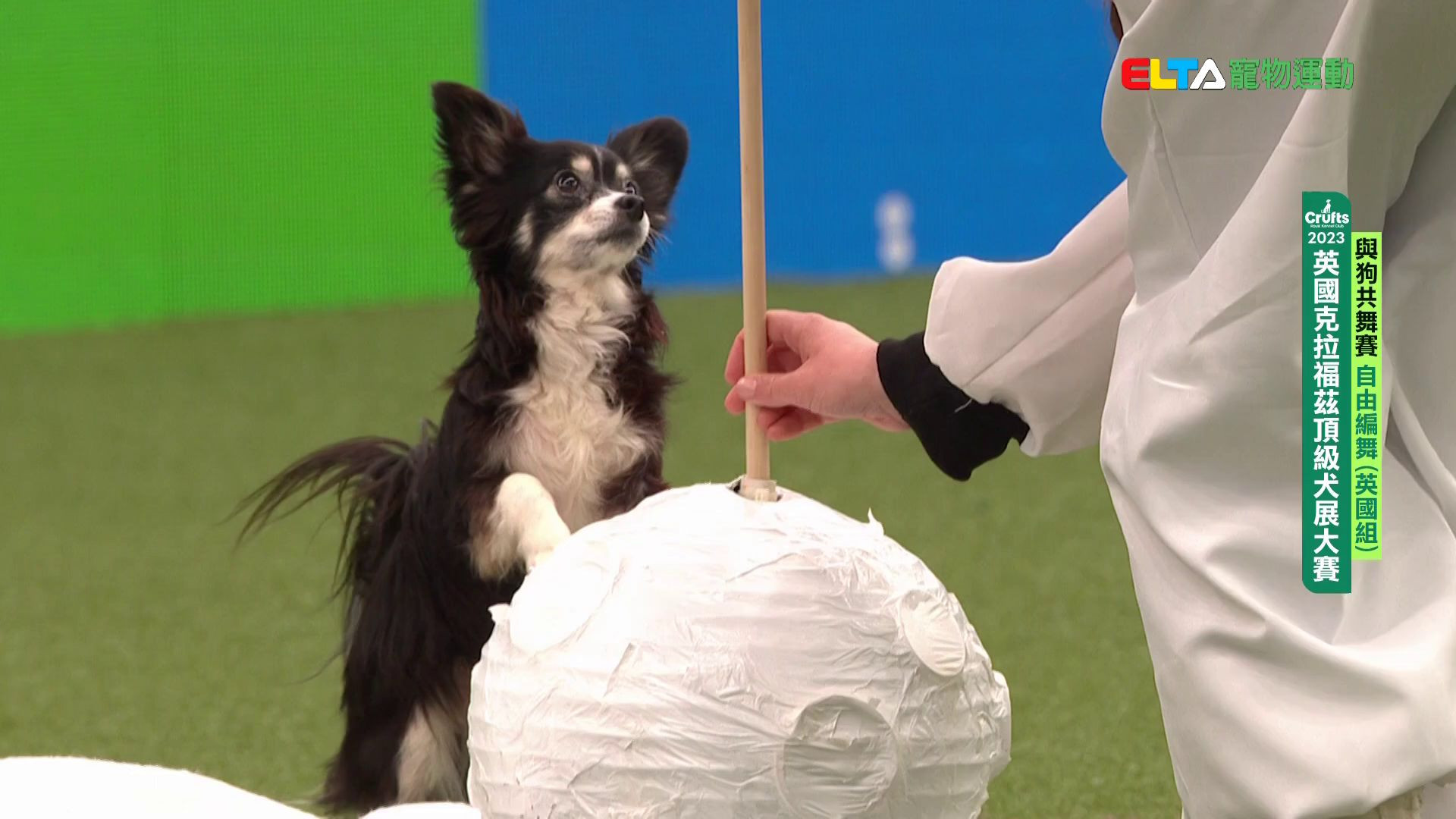 自由編舞 英國組｜2023 Crufts 與狗共舞賽