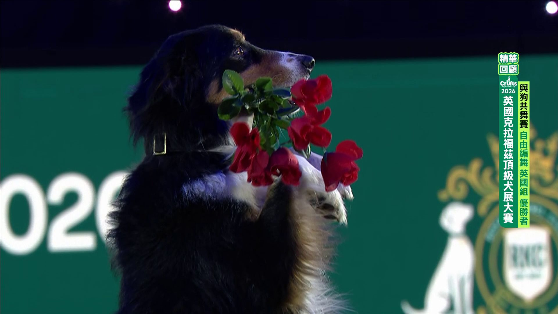 2026 Crufts 與狗共舞賽 精華回顧