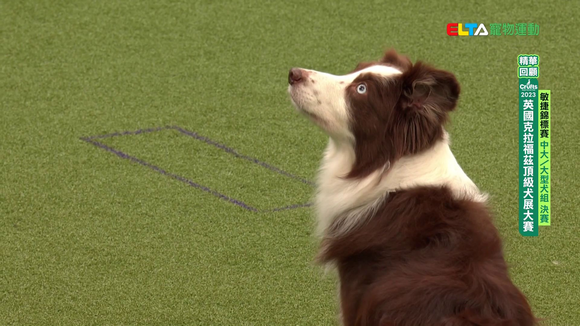 小&中型 / 中大&大型犬組 精華回顧｜2023 Crufts 敏捷障礙賽