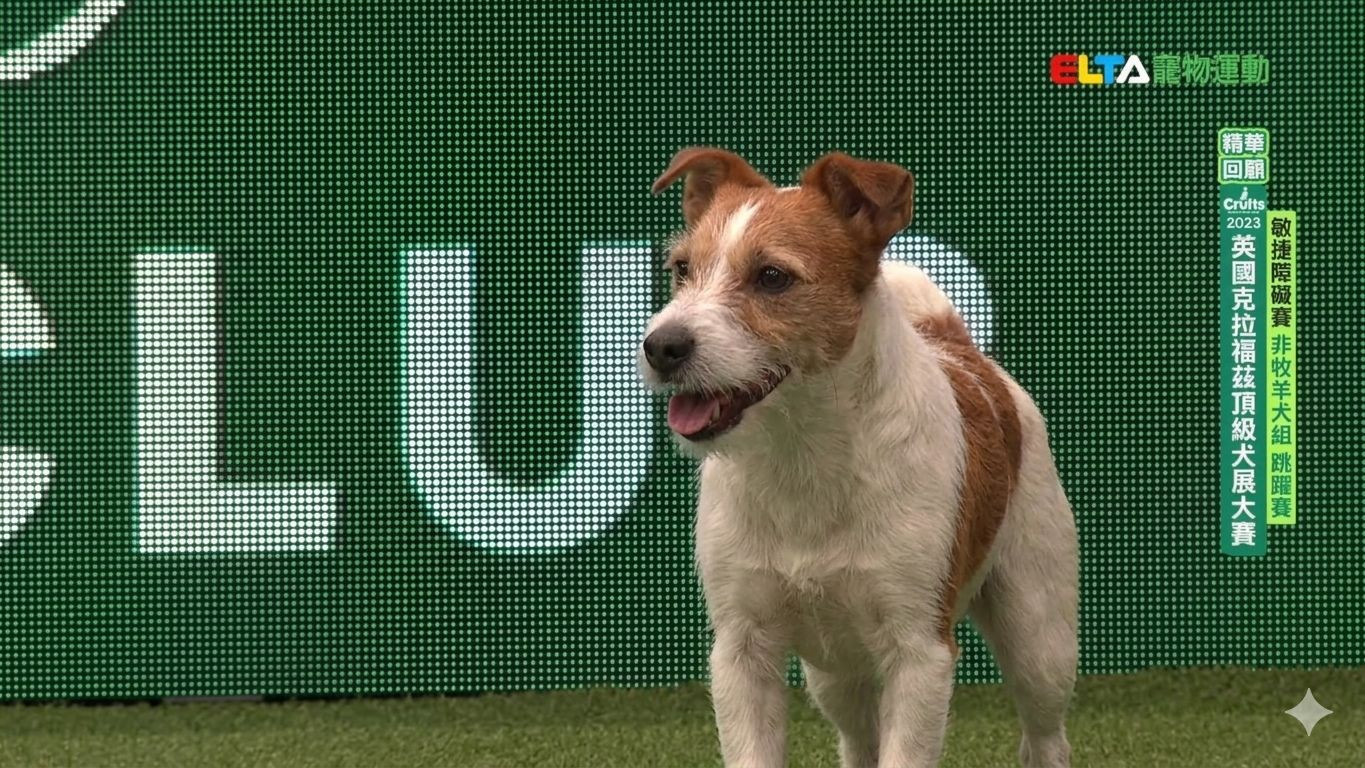 非牧羊犬組_精華回顧｜2023 Crufts 敏捷障礙賽