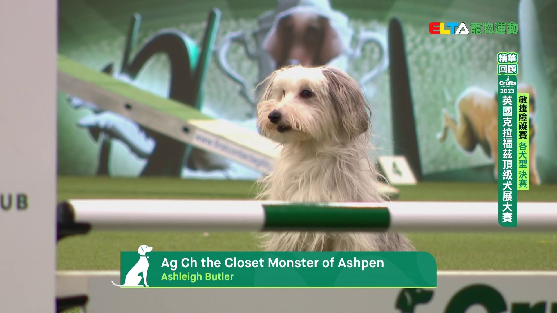 各犬型組_精華回顧｜2023 Crufts 敏捷障礙賽