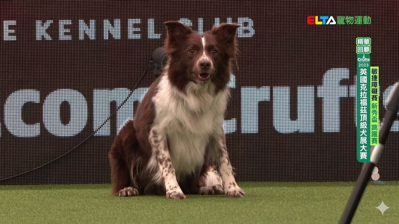新秀盃_精華回顧｜2023 Crufts 敏捷障礙賽