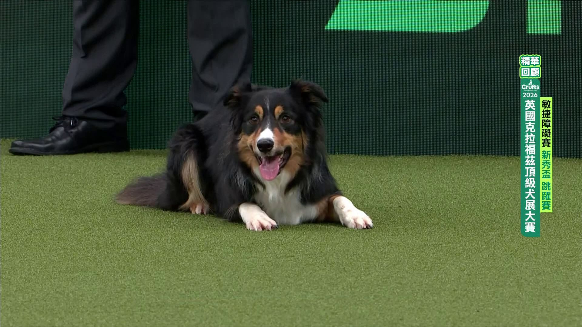 新秀盃_精華回顧｜2026 Crufts 敏捷障礙賽
