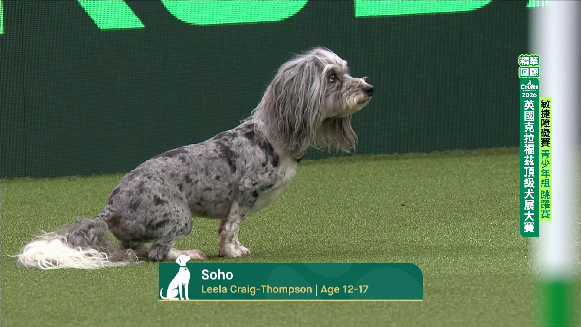 青少年組_精華回顧｜2026 Crufts 敏捷障礙賽