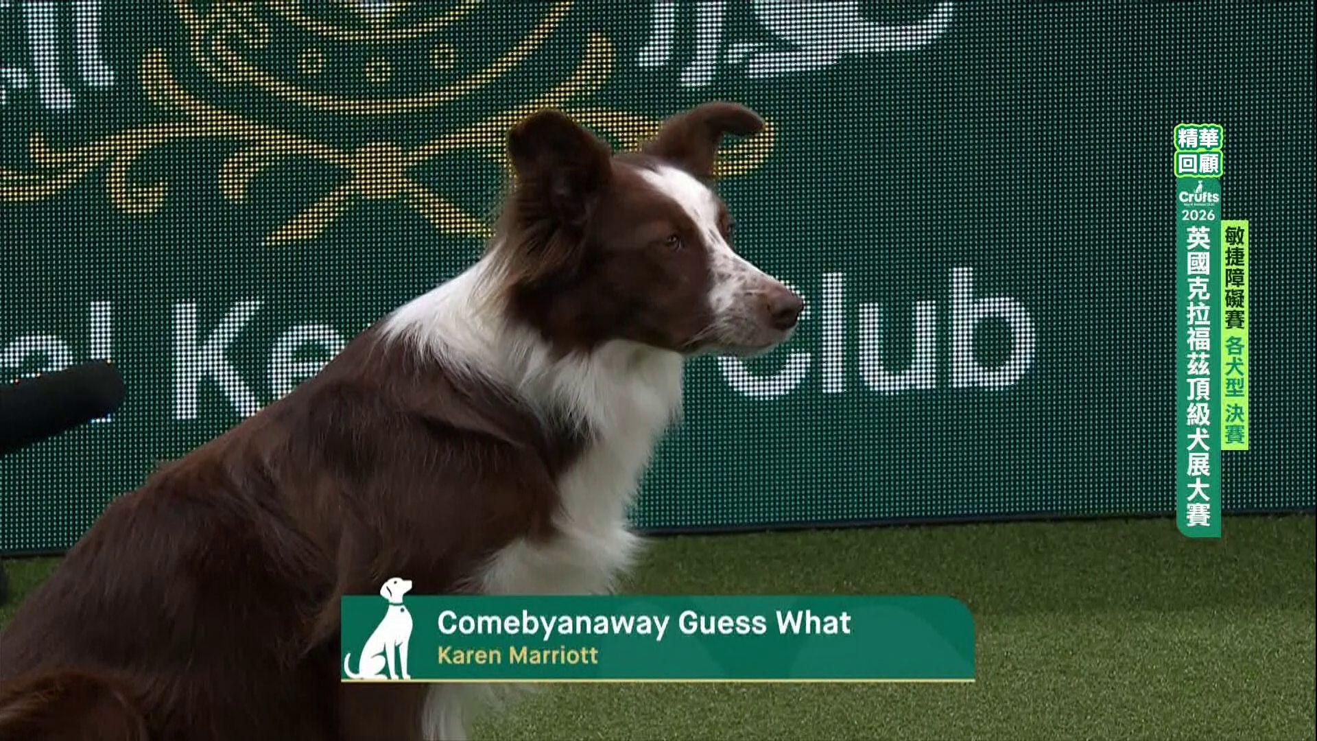 各犬型組_精華回顧｜2026 Crufts 敏捷障礙賽
