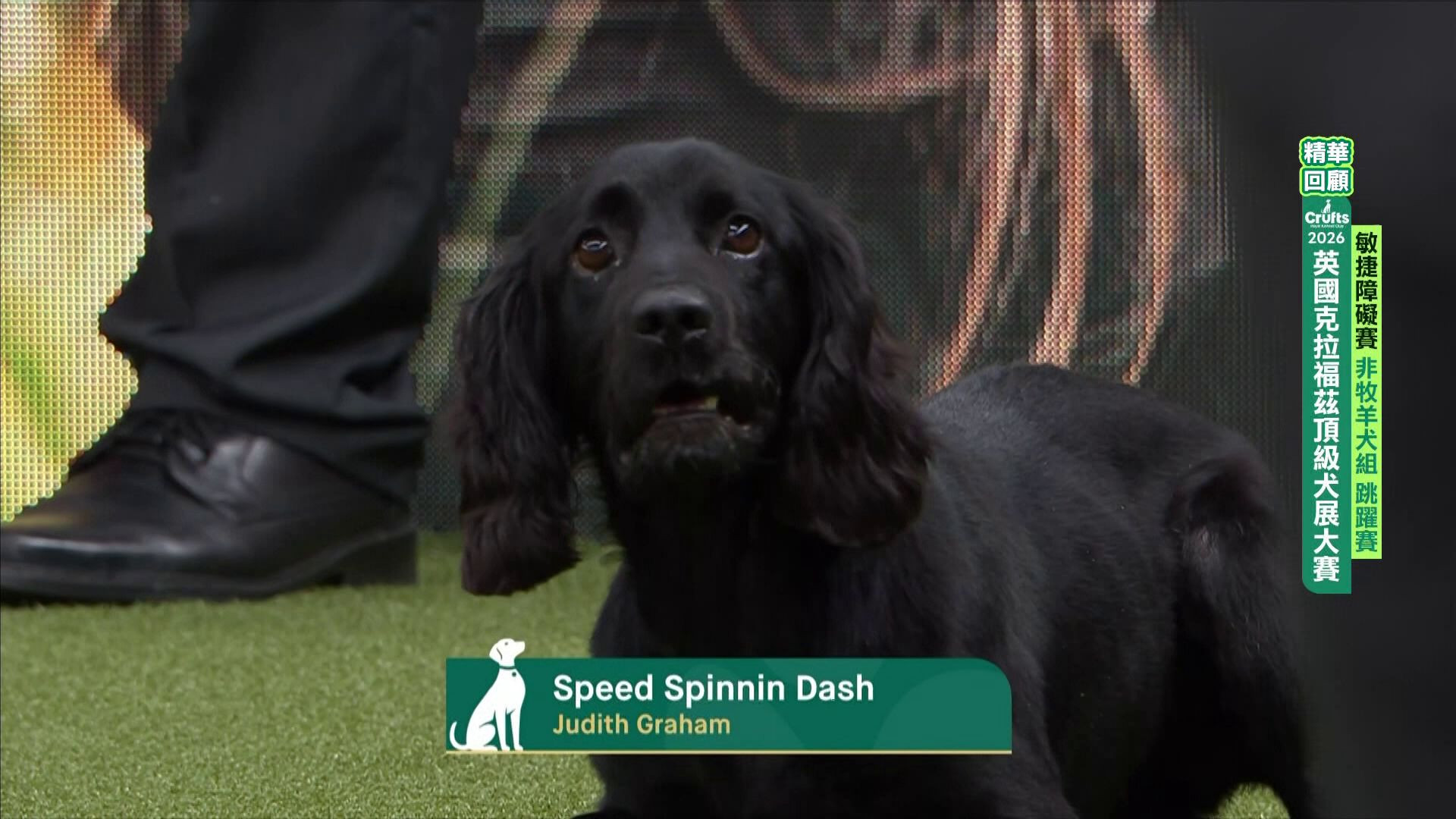 非牧羊犬組_精華回顧｜2026 Crufts 敏捷障礙賽