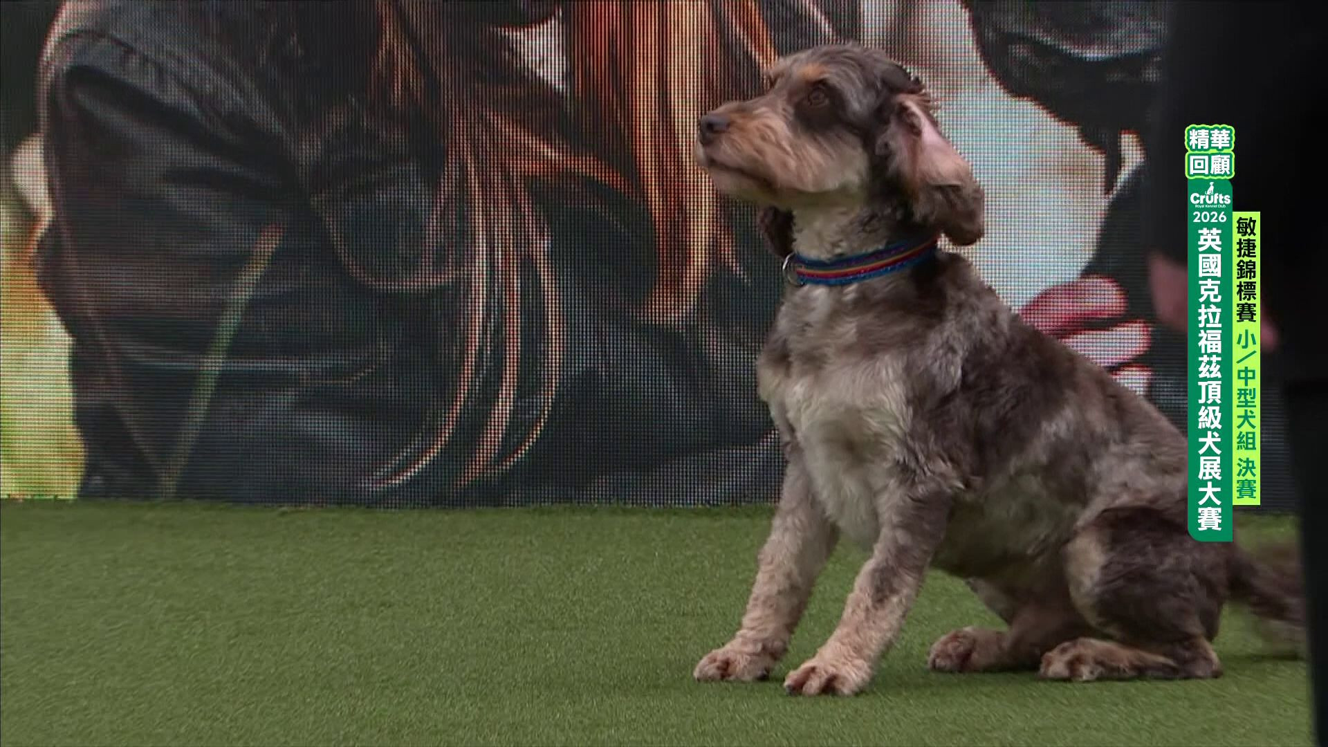小&中型 / 中大&大型犬組_精華回顧｜2026 Crufts 敏捷障礙賽