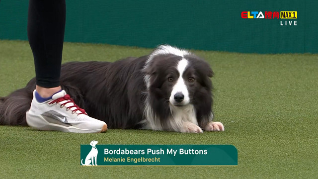 3/5 2026 Crufts英國克拉福茲頂級犬展大賽 第1日 #1 (原音)