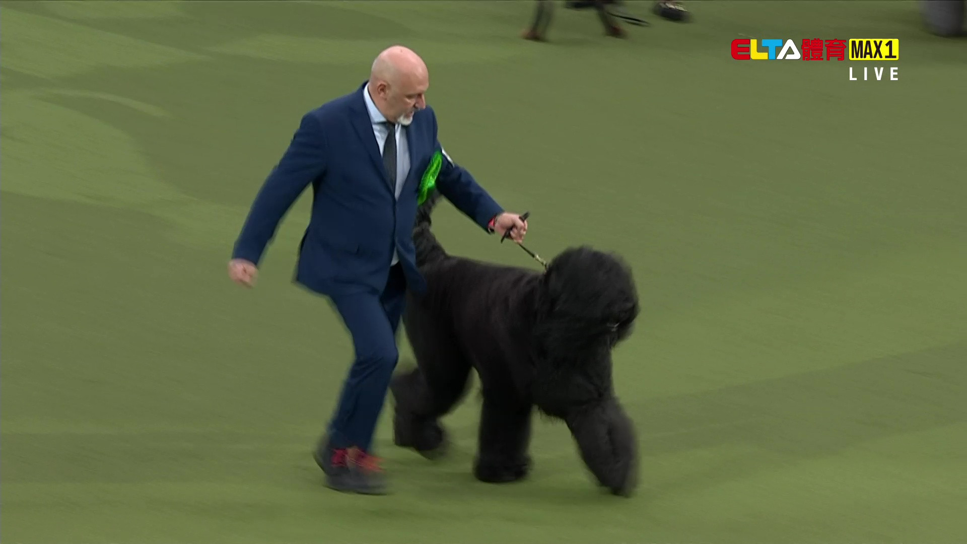 3/5 2026 Crufts英國克拉福茲頂級犬展大賽 第1日 #3 (原音)