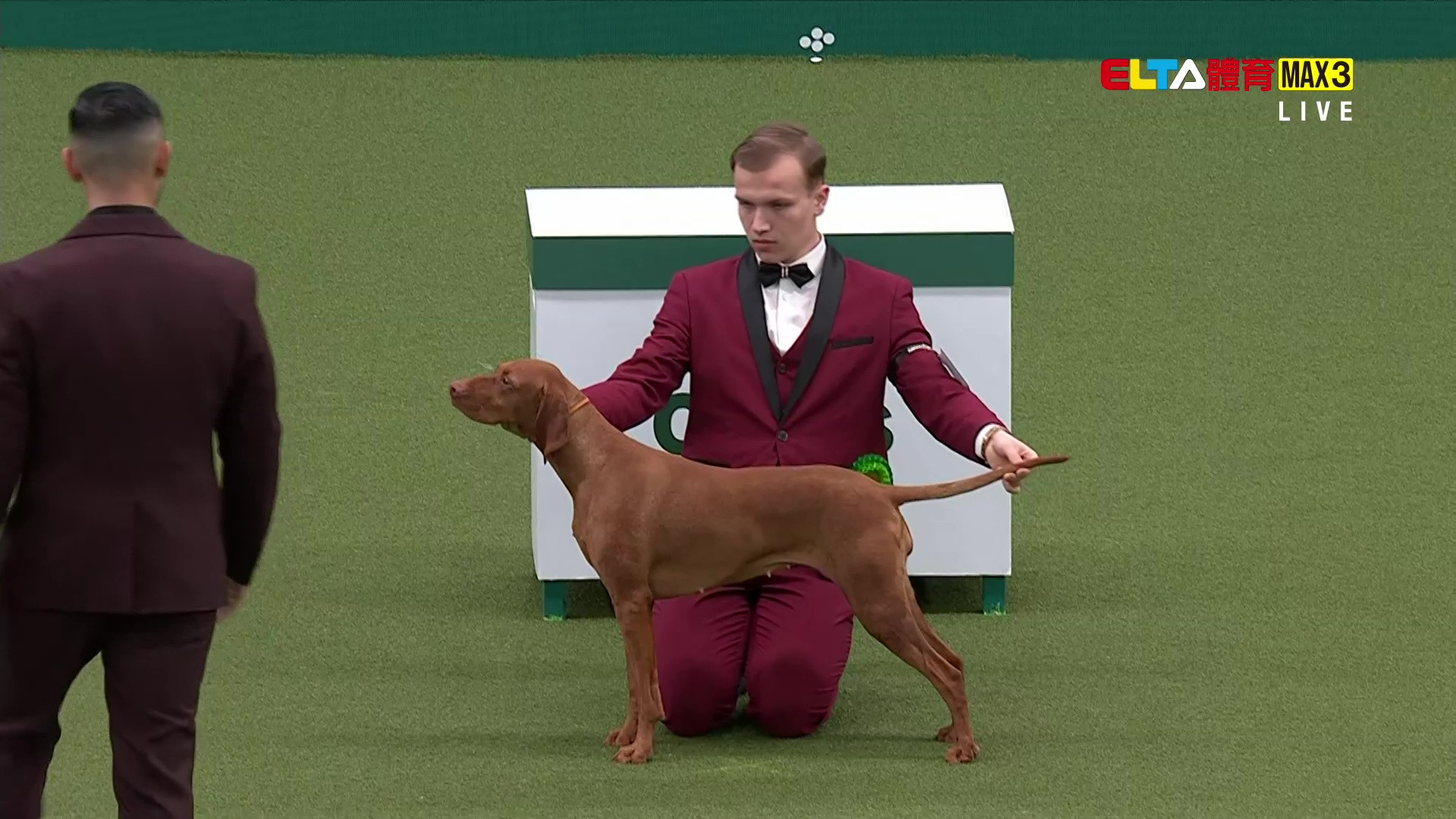 3/5 2026 Crufts英國克拉福茲頂級犬展大賽 第2日 #1 (原音)