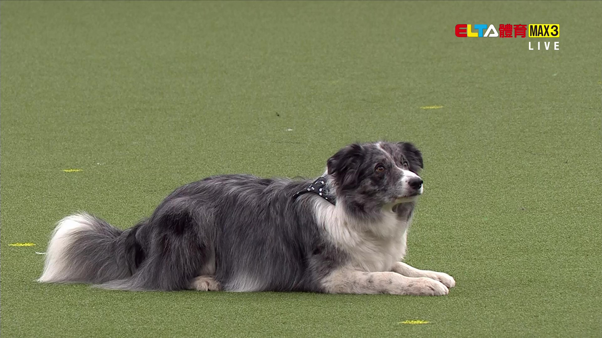 3/5 2026 Crufts英國克拉福茲頂級犬展大賽 第2日 #2 (原音)