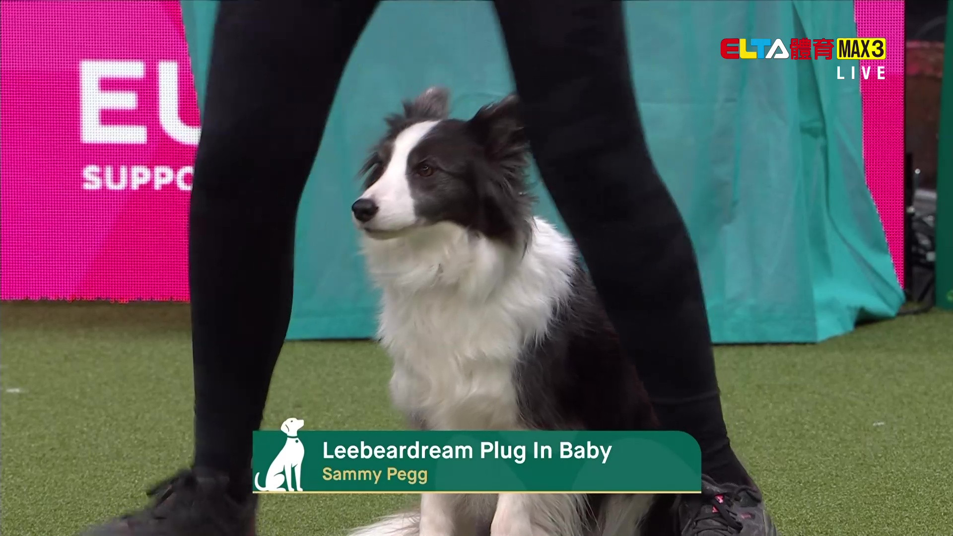 3/5 2026 Crufts英國克拉福茲頂級犬展大賽 第2日 #3 (原音)