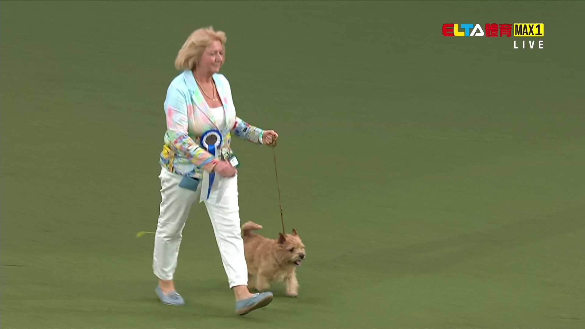 3/6 2026 Crufts英國克拉福茲頂級犬展大賽 第2日 #5 (原音)