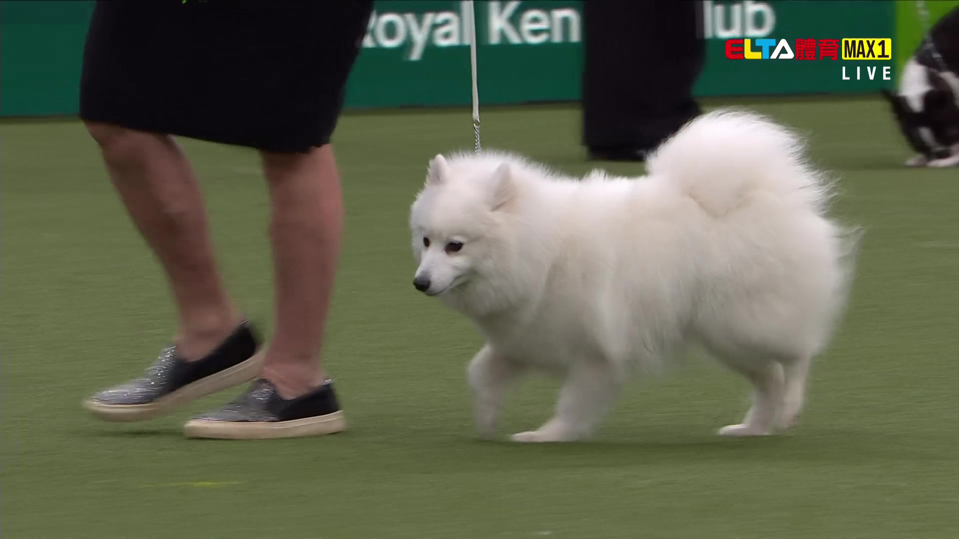 3/7 2026 Crufts 第3日 #2(原音)