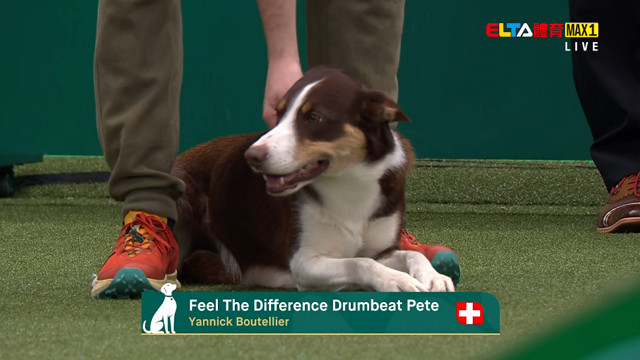 3/7 2026 Crufts 第3日 #3(原音)