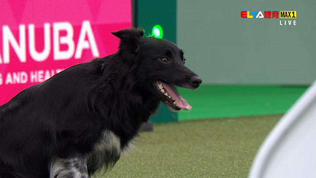 3/8 2026 Crufts 第4日 #1(原音)