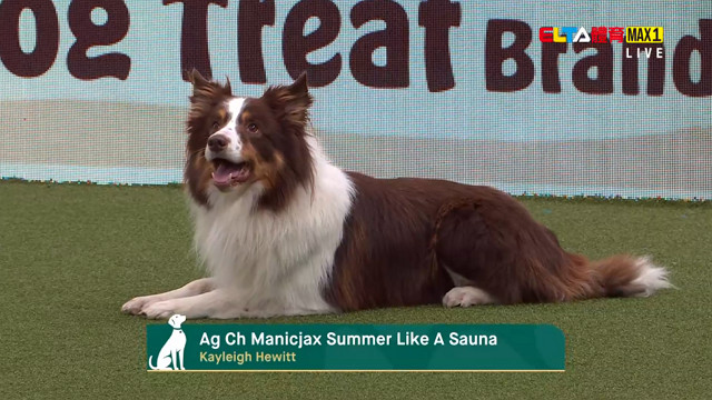 3/8 2026 Crufts 第4日 #2(原音)