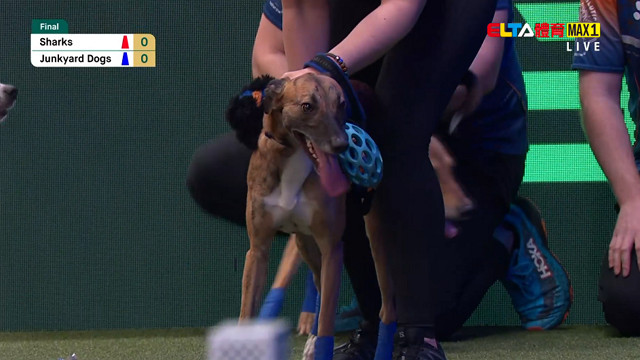 3/9 2026 Crufts 第4日 #3(原音)