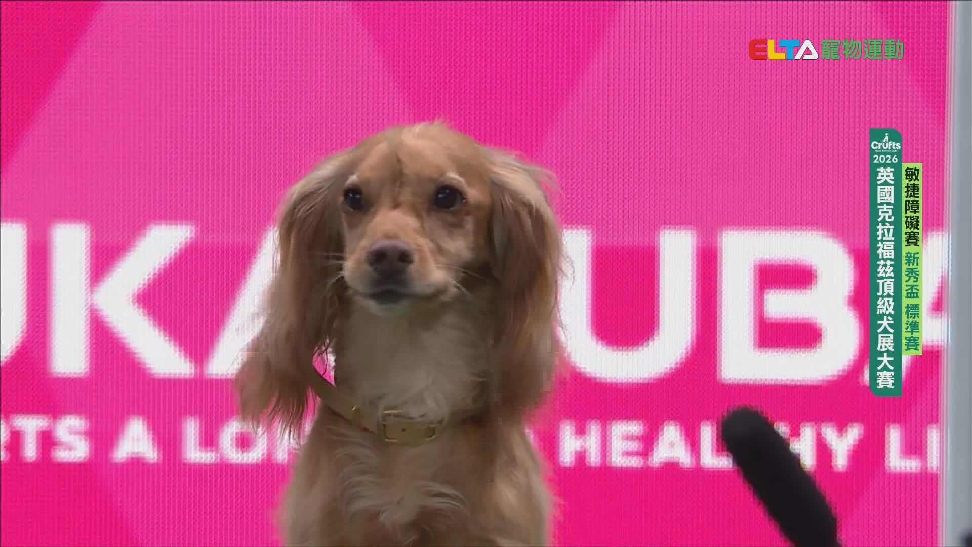 新秀盃 標準賽｜2026 Crufts 敏捷障礙賽