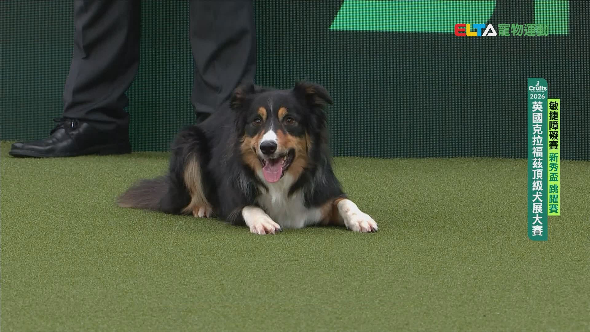 新秀盃 跳躍賽｜2026 Crufts 敏捷障礙賽