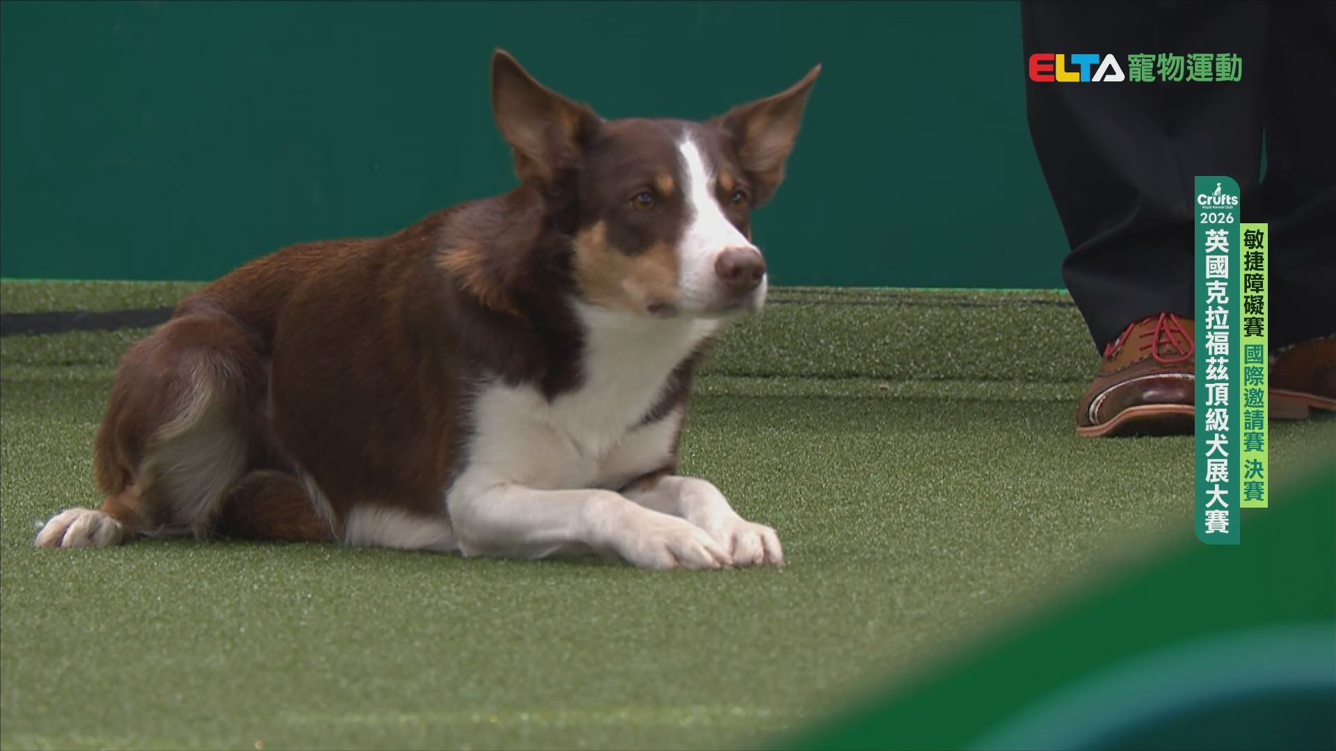 國際邀請賽 決賽｜2026 Crufts 敏捷障礙賽