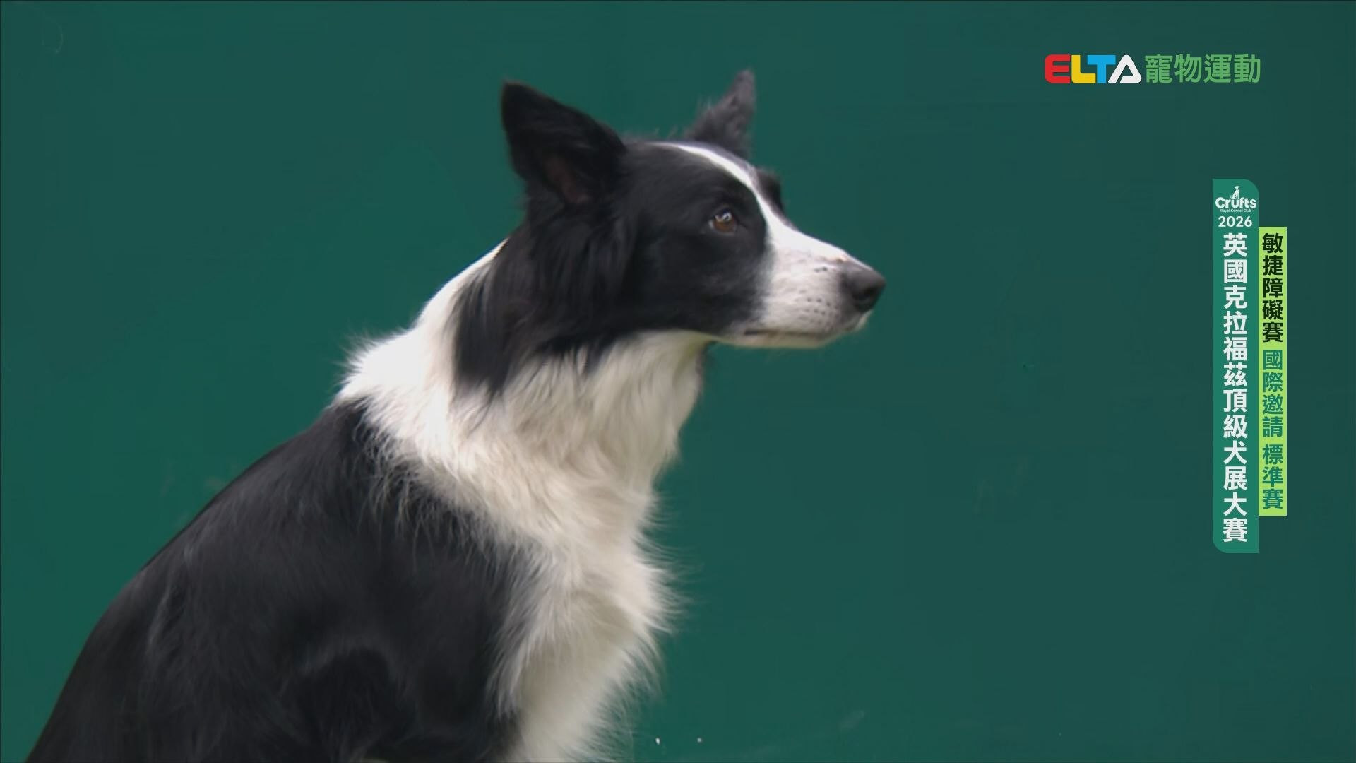 國際邀請 標準賽｜2026 Crufts 敏捷障礙賽