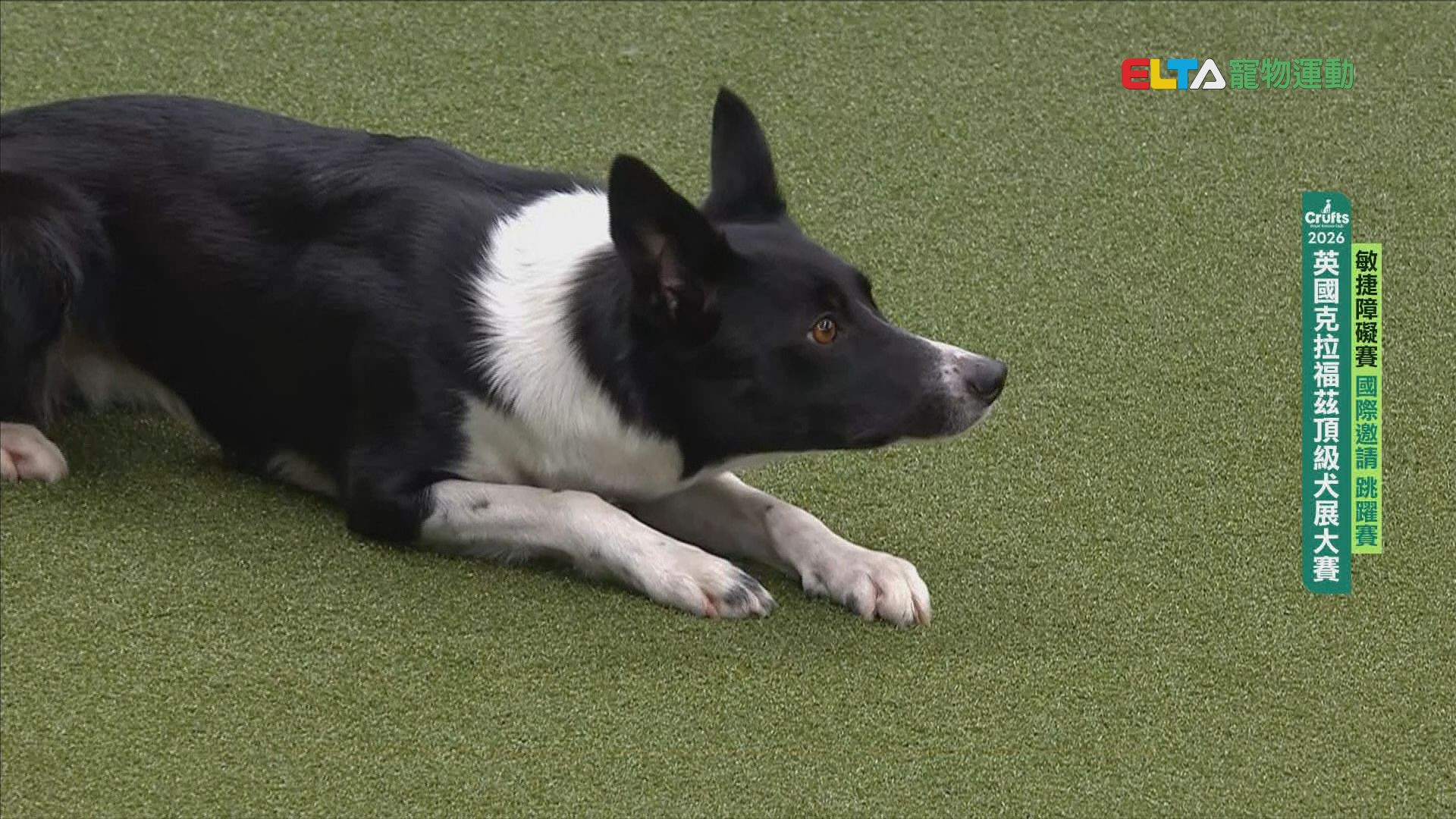 國際邀請 跳躍賽｜2026 Crufts 敏捷障礙賽