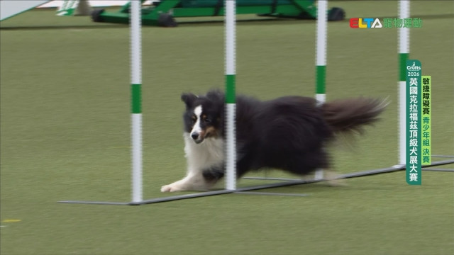 青少年組 決賽｜2026 Crufts 敏捷障礙賽