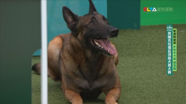 非牧羊犬組 標準賽｜2026 Crufts 敏捷障礙賽