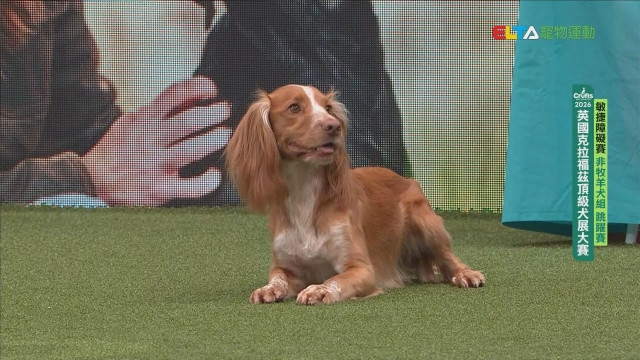 非牧羊犬組 跳躍賽｜2026 Crufts 敏捷障礙賽