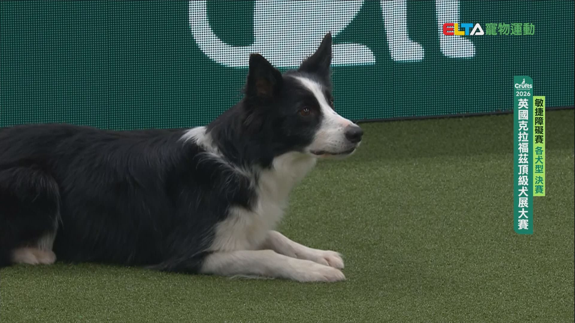 各犬型 決賽｜2026 Crufts 敏捷障礙賽