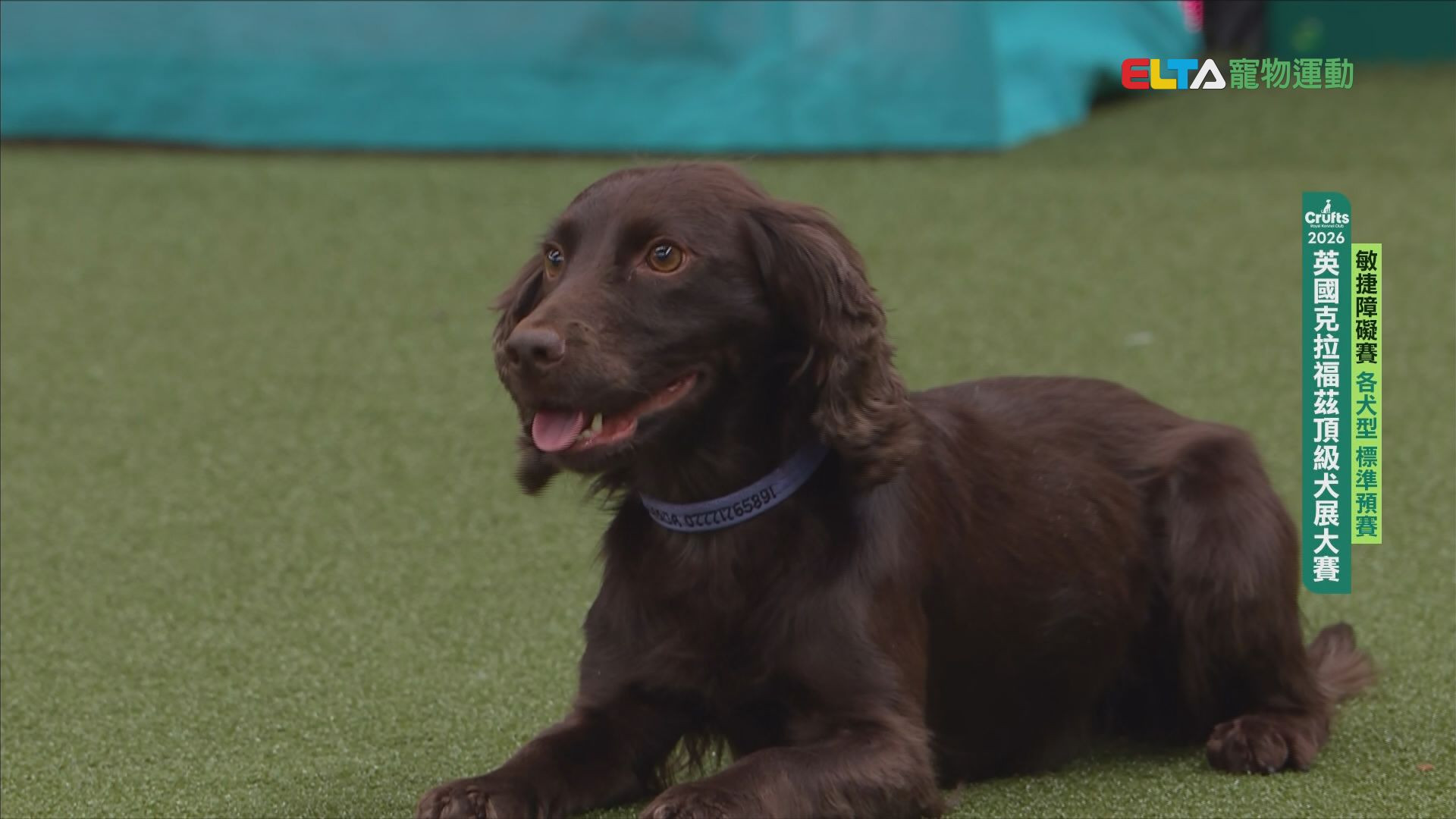各犬型 標準預賽｜2026 Crufts 敏捷障礙賽