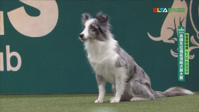 各犬型 跳躍預賽｜2026 Crufts 敏捷障礙賽
