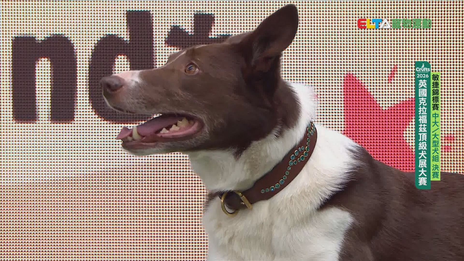 中大/大型犬組 決賽｜2026 Crufts 敏捷錦標賽
