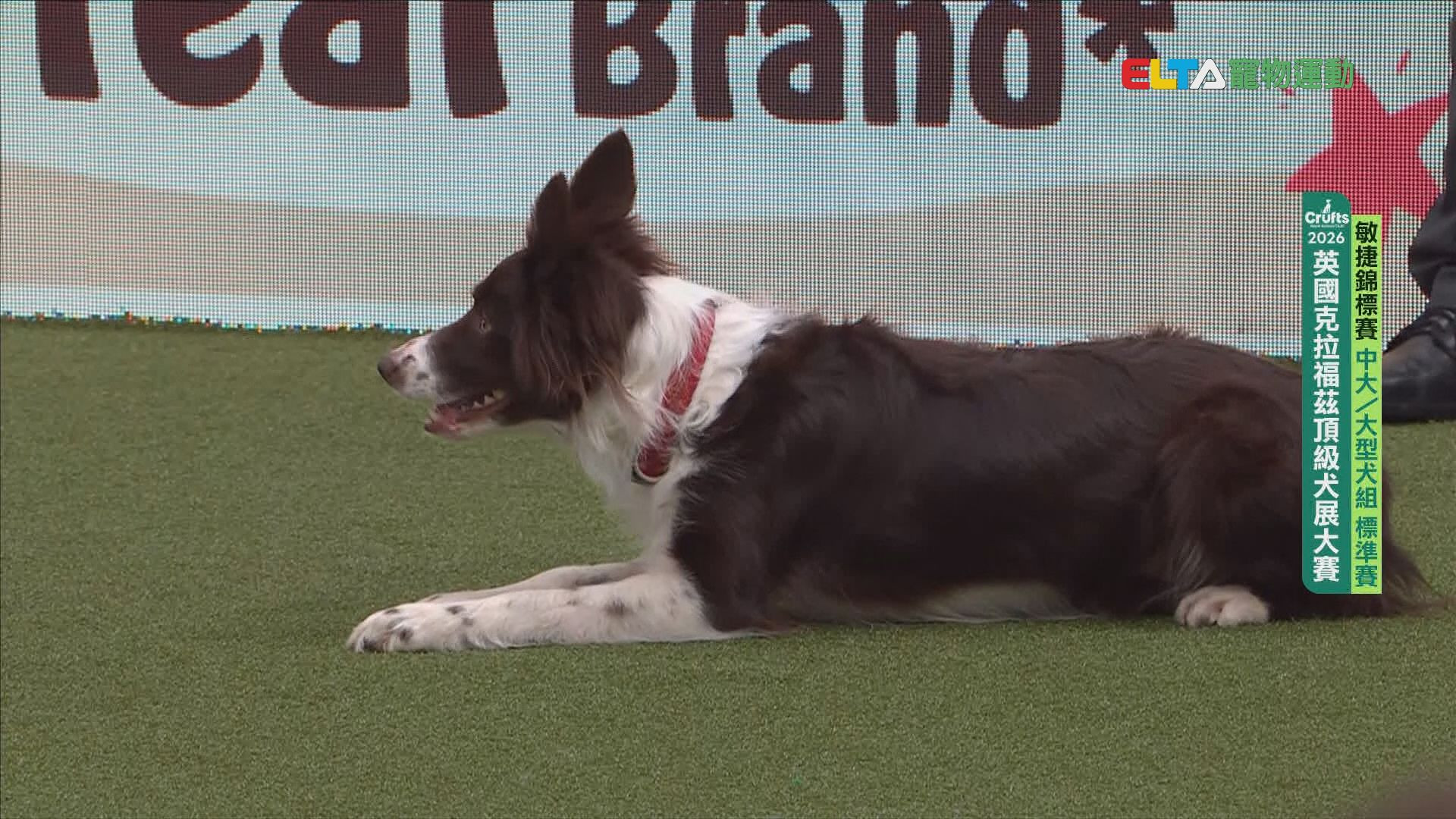 中大/大型犬組 標準賽｜2026 Crufts 敏捷錦標賽