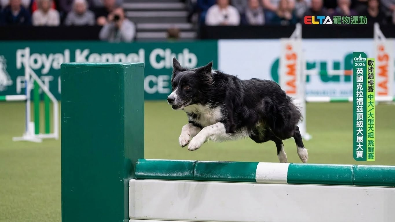 中大/大型犬組 跳躍賽｜2026 Crufts 敏捷錦標賽