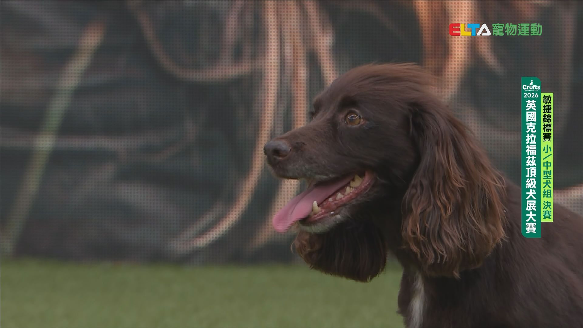 小/中型犬組 決賽｜2026 Crufts 敏捷錦標賽