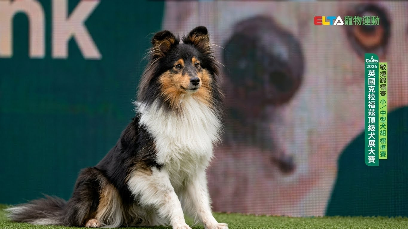小/中型犬組 標準賽｜2026 Crufts 敏捷錦標賽