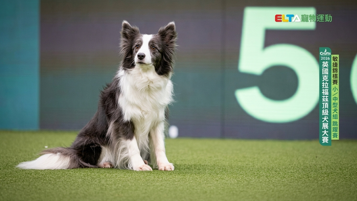小/中型犬組 跳躍賽｜2026 Crufts 敏捷錦標賽