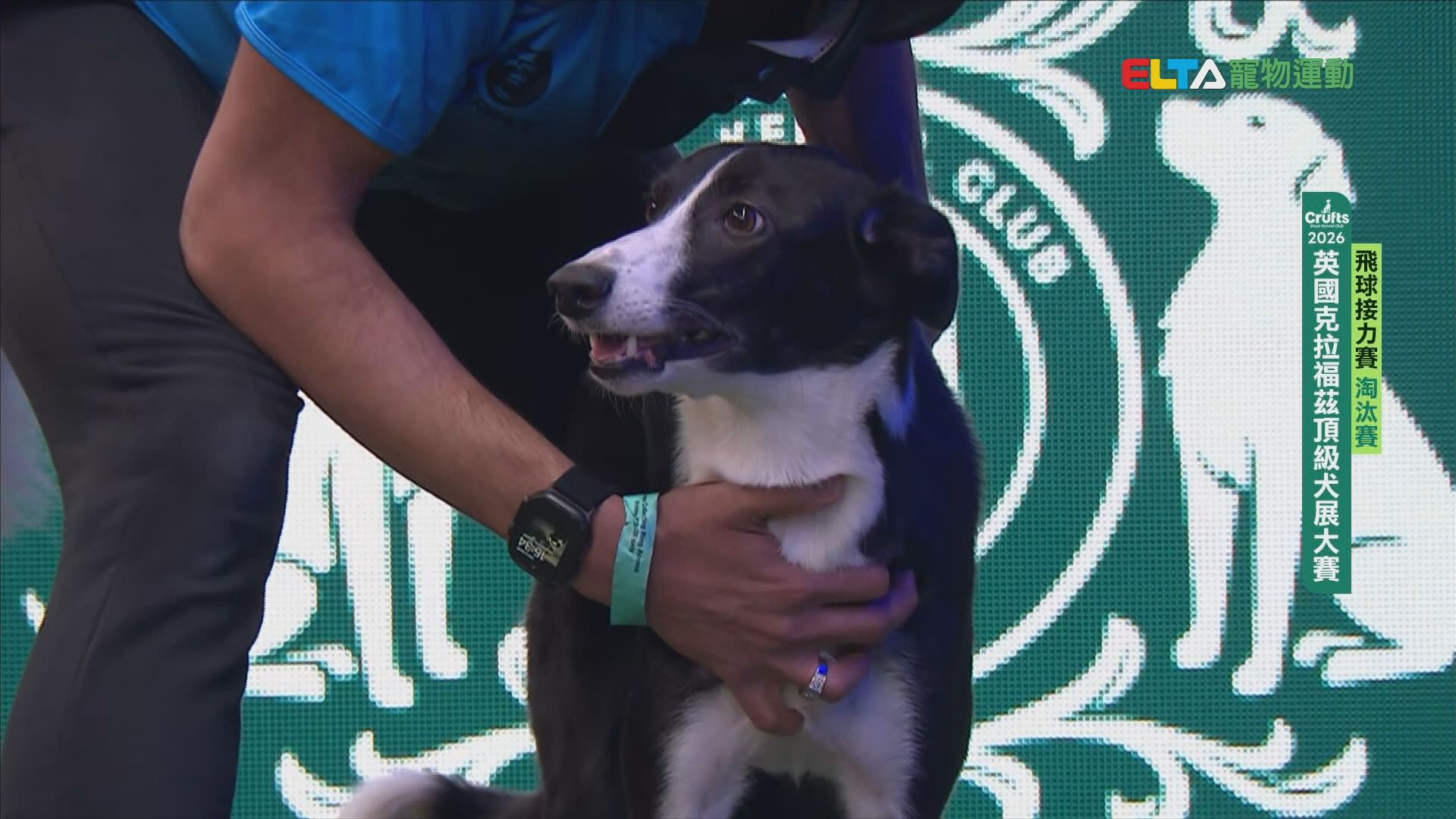 飛球淘汰賽_2｜2026 Crufts 飛球接力賽