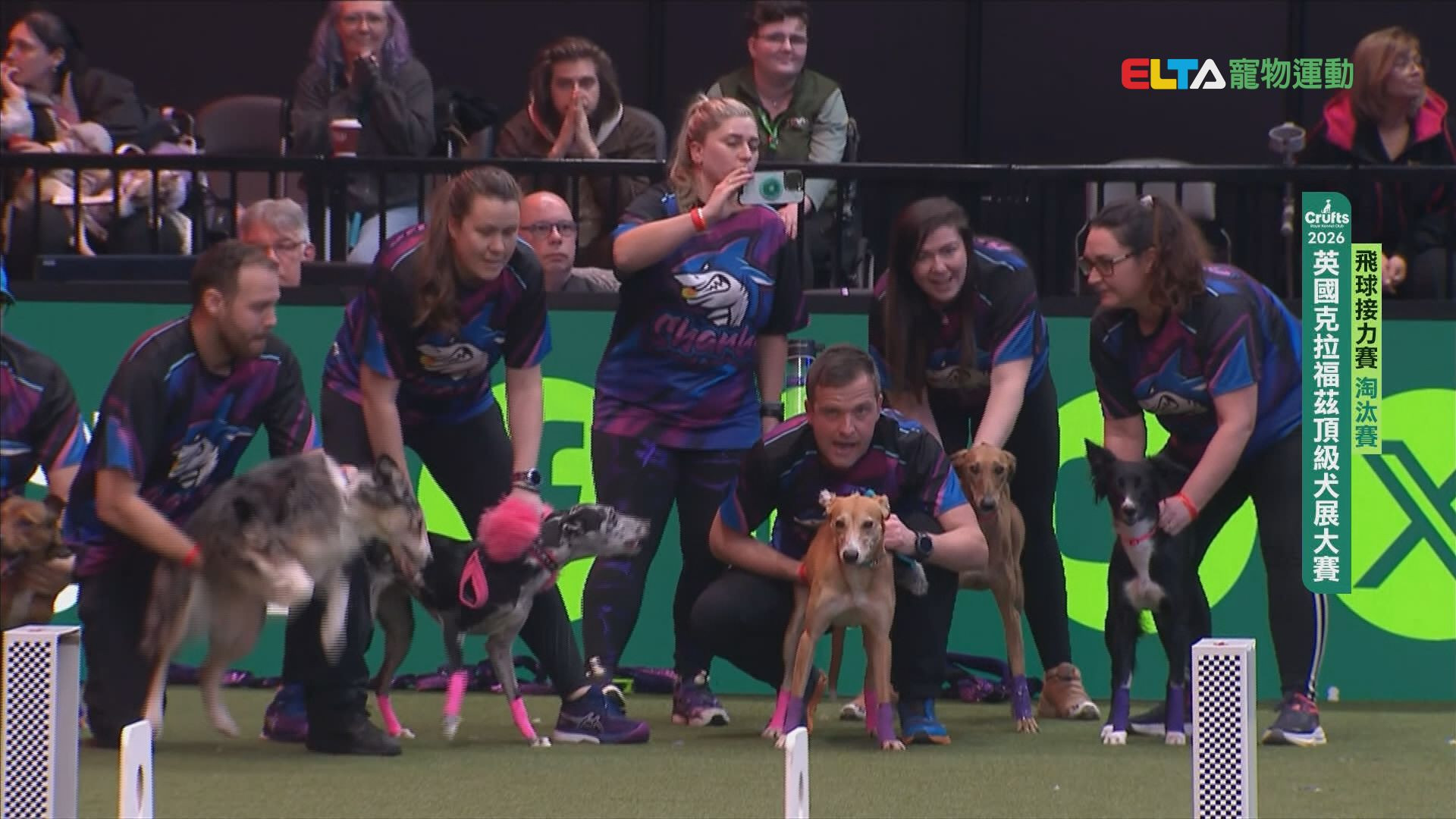 飛球淘汰賽_1｜2026 Crufts 飛球接力賽