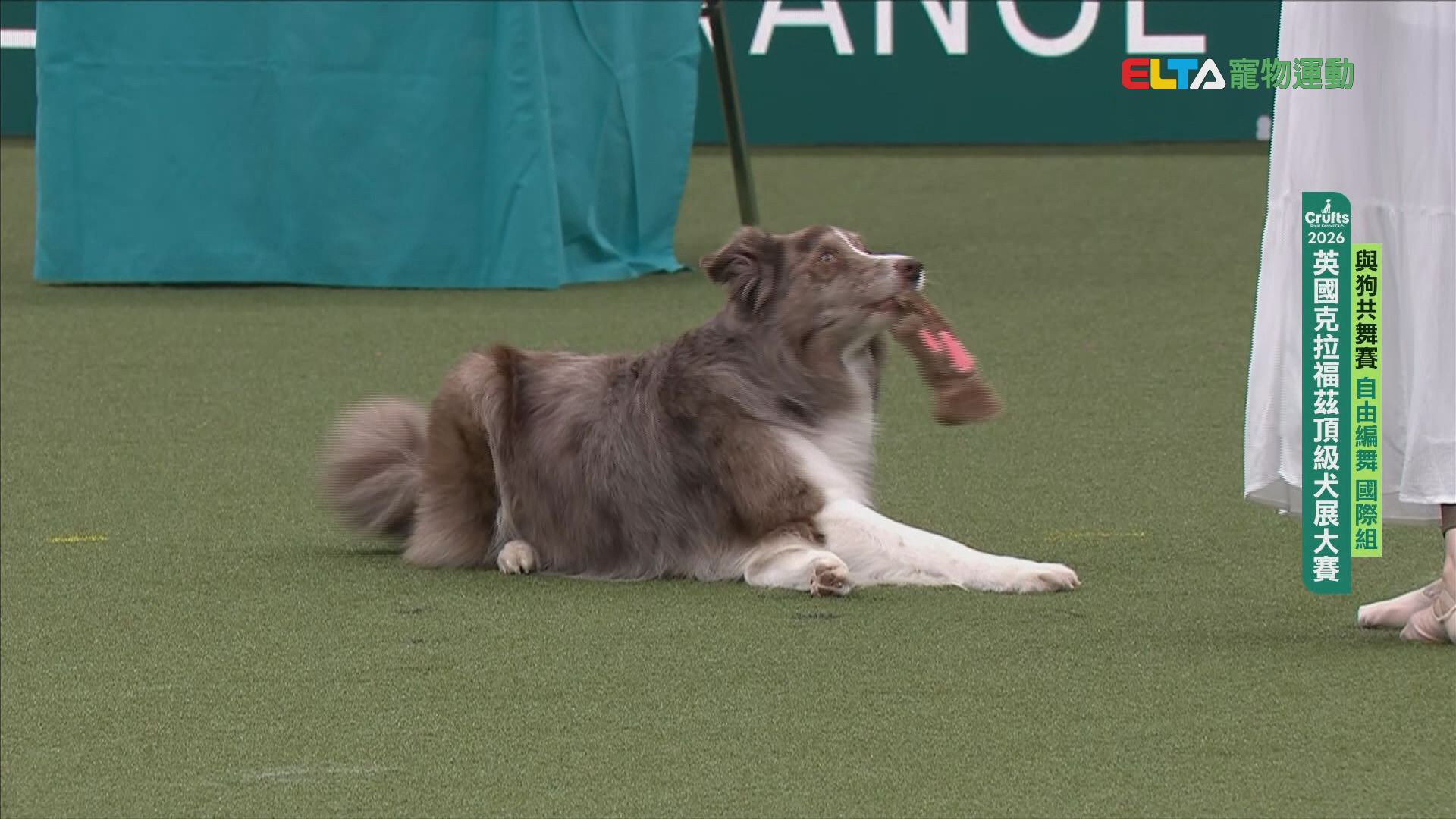 自由編舞 國際組｜2026 Crufts 與狗共舞賽