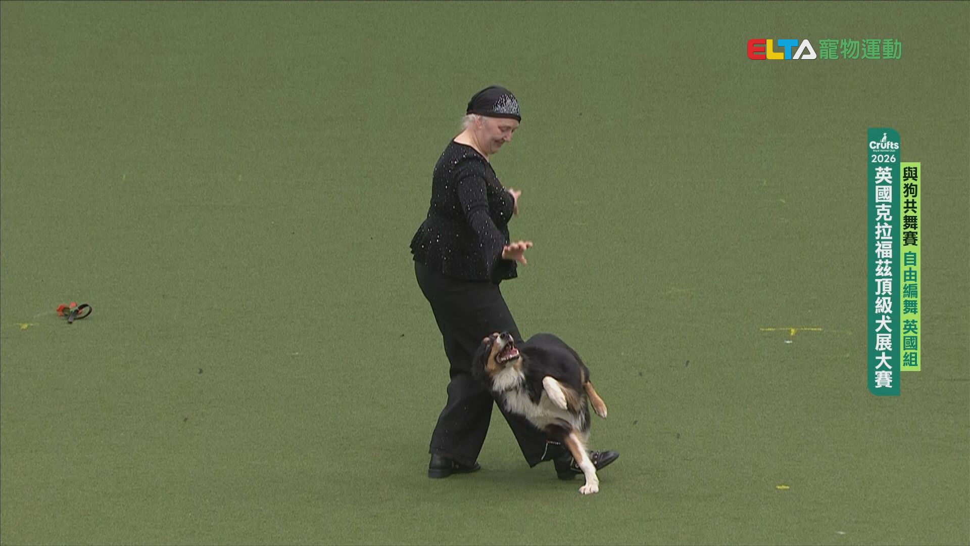 自由編舞 英國組｜2026 Crufts 與狗共舞賽