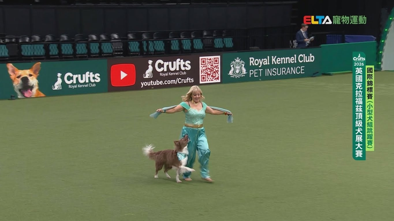 腳側隨行｜2026 Crufts 與狗共舞賽
