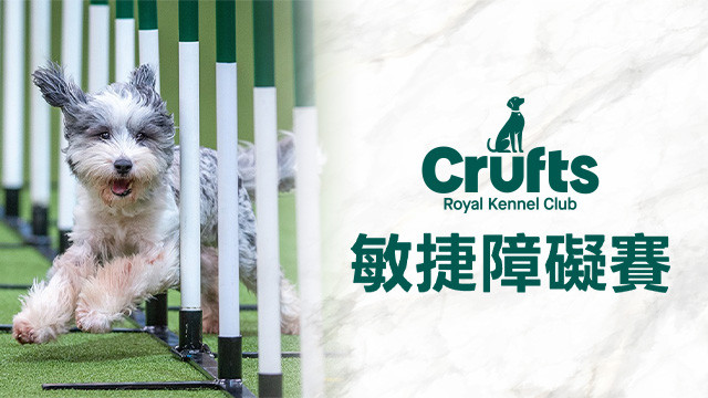 Crufts敏捷障礙賽