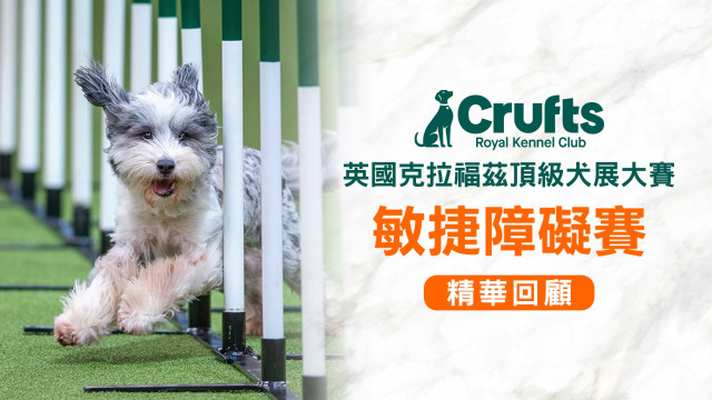 2025 Crufts 敏捷障礙賽 小/中/大型犬組 精華回顧