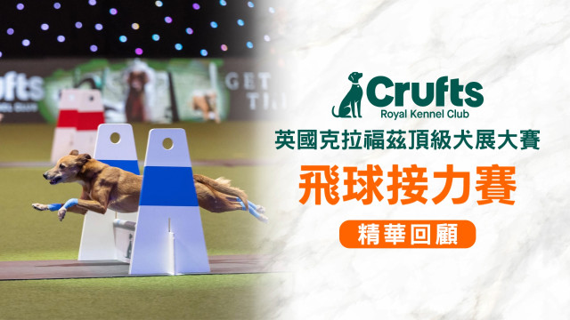 2025 Crufts 飛球接力賽 精華回顧